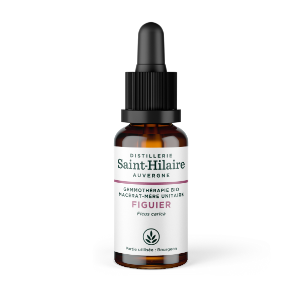 Macérat de figuier bio - 1